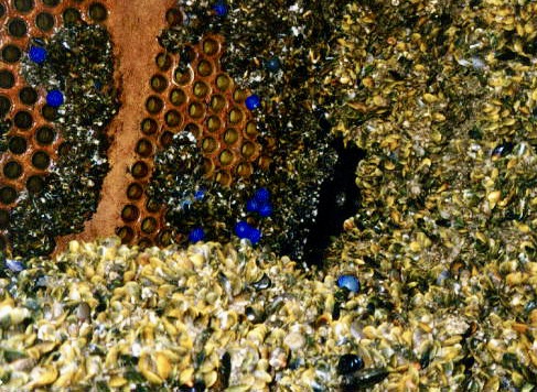 Biofouling and control for cooling-water systems